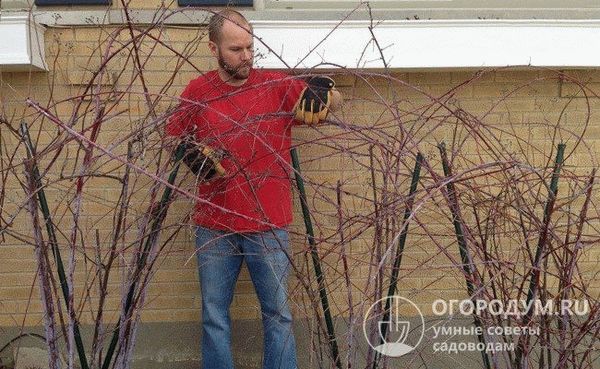 Кустарники не должны быть выше нижнего края оконных проемов.